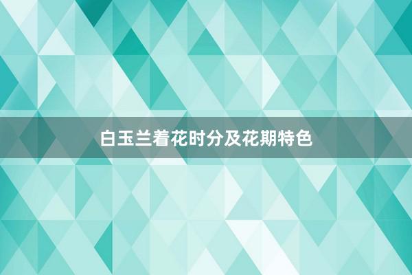 白玉兰着花时分及花期特色